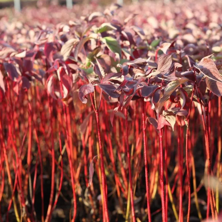 Cornus alba 'Baton Rouge'®
