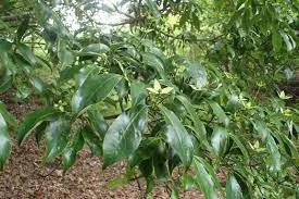 Cornus angustata 'Empress of China'
