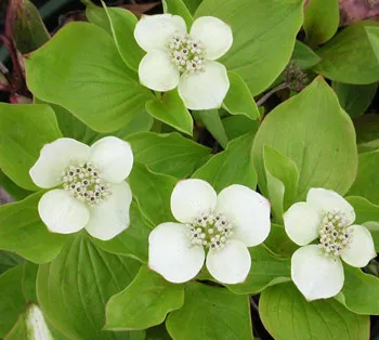 Cornus canadensis
