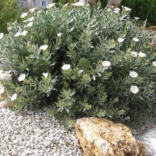 Convolvulus cneorum