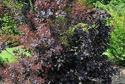 Cotinus coggygria 'Royal Purple'
