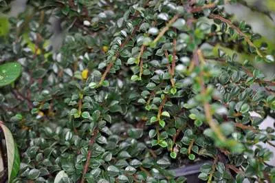 Cotoneaster horizontalis