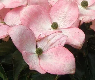 Cornus kousa 'Satomi'