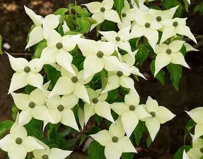 Cornus kousa 'Chinensis'