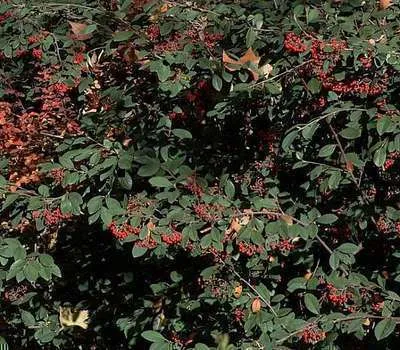 Cotoneaster lacteus