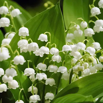 Convallaria majalis