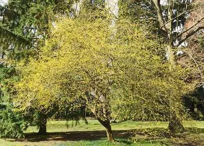Cornus mas