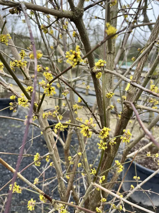 Cornus mas