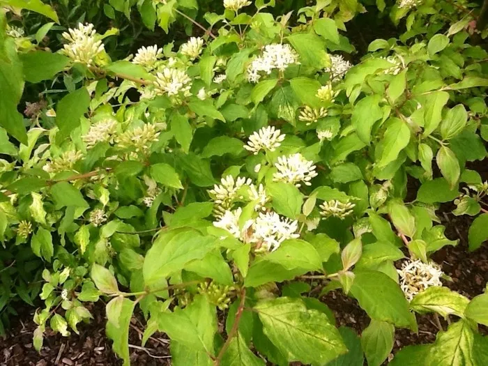 Cornus sanguinea 'Midwinter Fire'