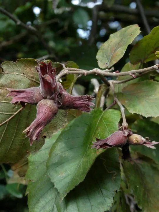 Corylus maxima 'Purpurea'