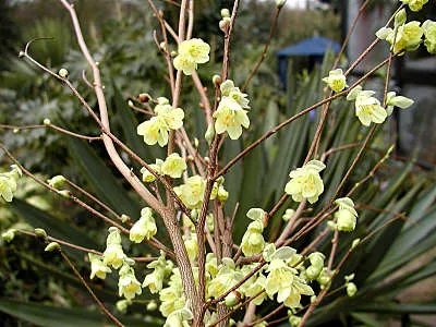Corylopsis pauciflora