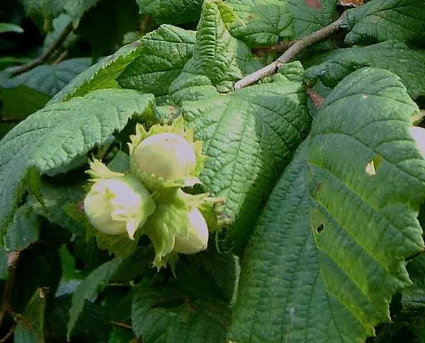 Corylus avellana
