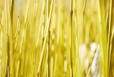 Cornus sericea 'Flaviramea'