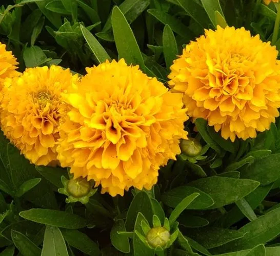 Coreopsis solanna 'Golden Sphere'