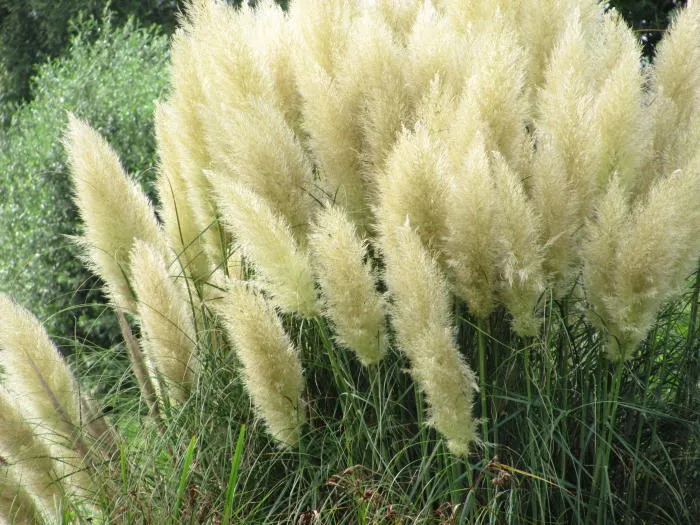 Cortaderia selloana 'Pumila'
