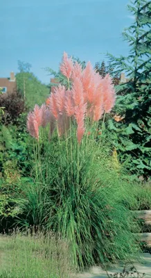 Cortaderia selloana 'Rosea'