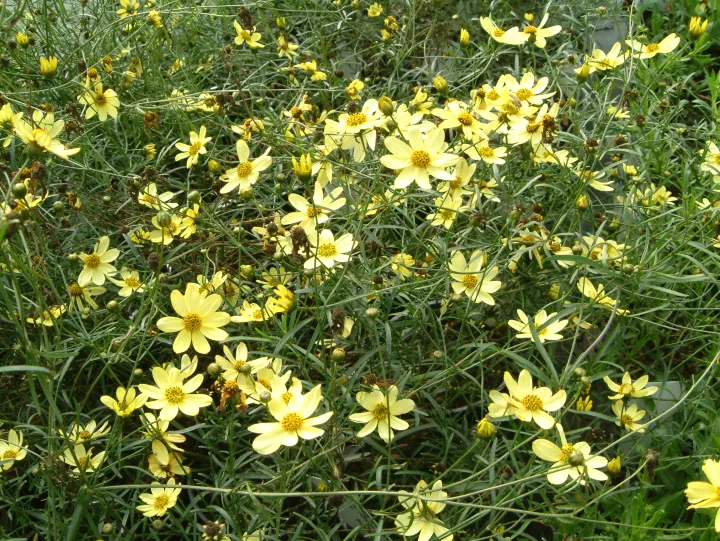 Coreopsis verticillata 'Moonbeam'