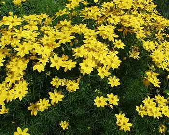 Coreopsis verticillata 'Zagreb'
