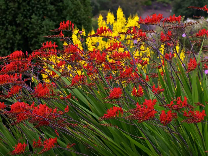 Crocosmia 'Lucifer'