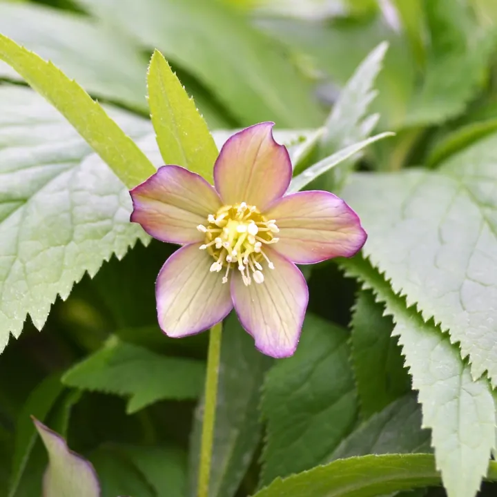 Helleborus croaticus