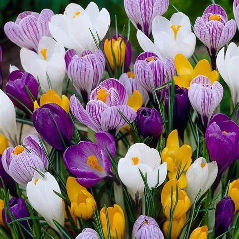 Crocus mix