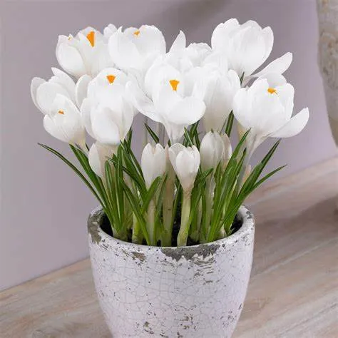 Crocus 'Jeanne d'arc' b