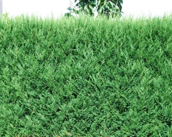 Cupressocyparis leylandii