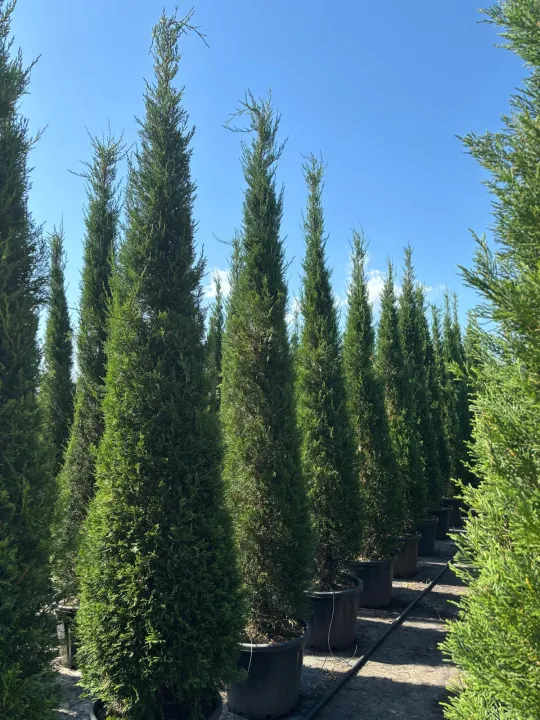 Cupressocyparis leylandii 'Pyramidalis'