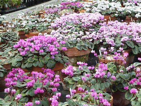 Cyclamen coum