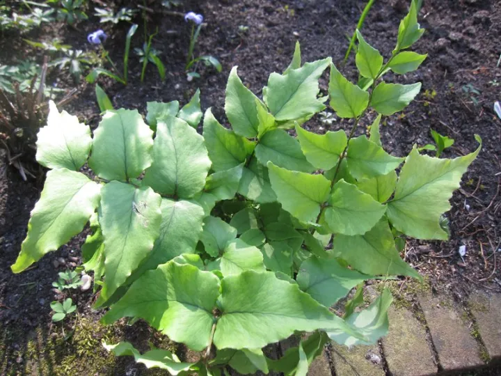 Cyrtomium fortunei 'Clivicola'