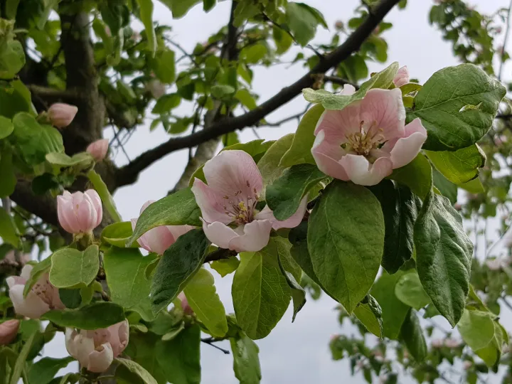 Cydonia oblonga 'Champion'