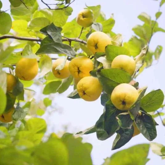 Cydonia oblonga 'Champion'