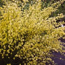 Cytisus praecox 'Luna'