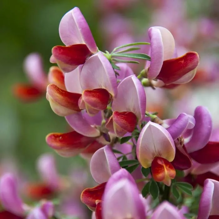 Cytisus praecox 'Red Lena'