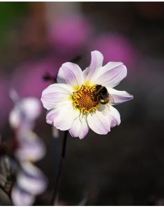 Dahlia Dalina Maxi mix