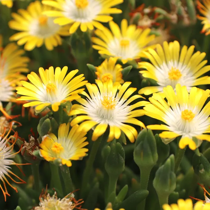 Delosperma cooperi 'Jewel of Desert Peridott'
