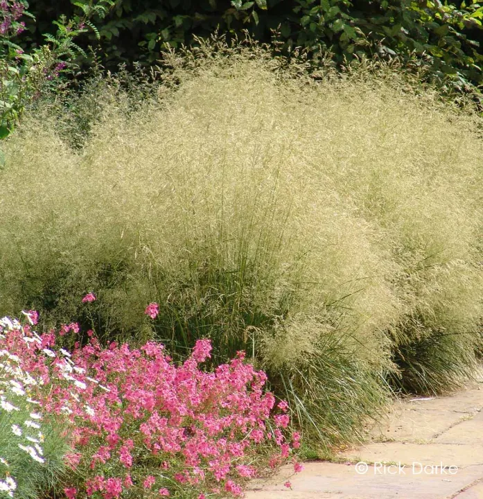 Deschampsia cespitosa 'Goldtau'