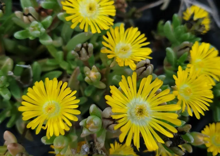 Delosperma cooperi 'Golden Wonder'