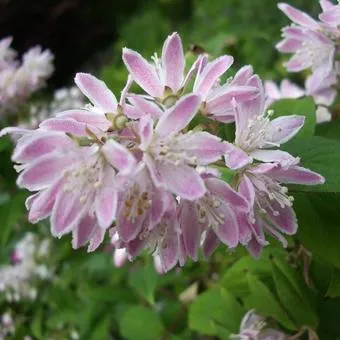 Deutzia hybrida (x) 'Strawberry Fields'