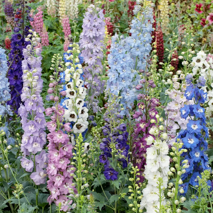 Delphinium Magic Fountain 