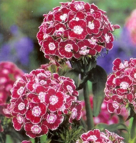 Dianthus barbatus 'Heimatland'