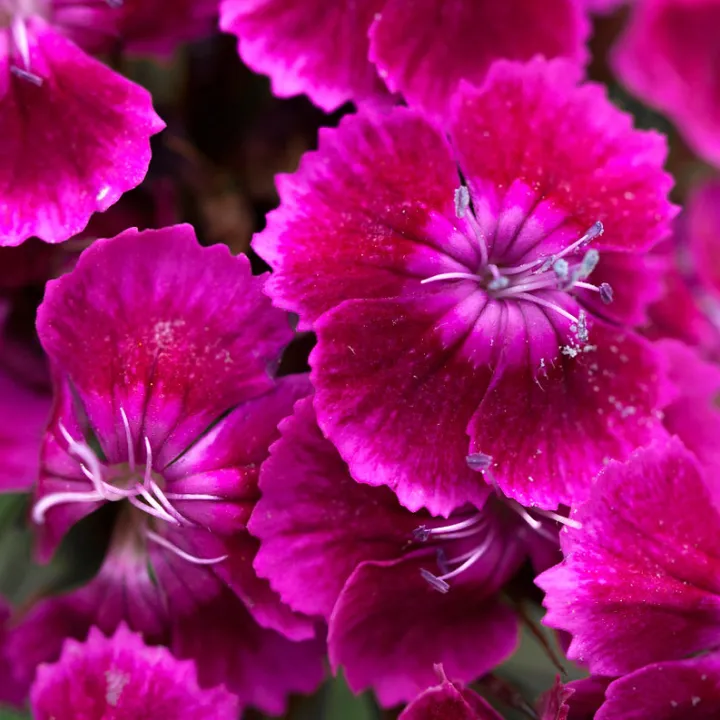 Dianthus barbatus 'Oeschberg'