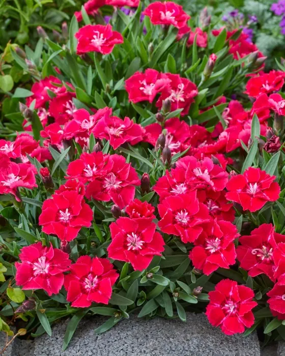 Dianthus beauties 'Sherisé Red'