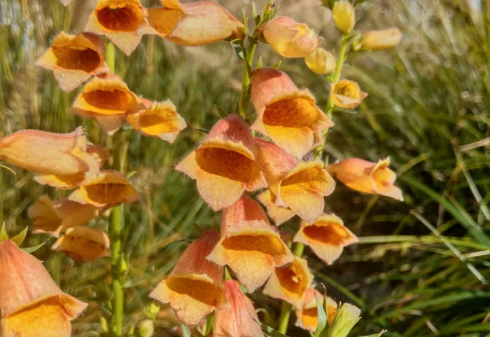 Digitalis 'Goldcrest'