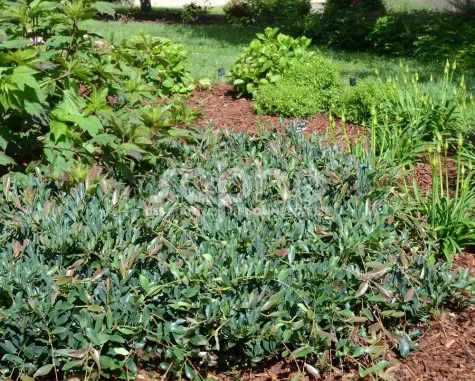 Distylium myricoides 'Blue Cascade'