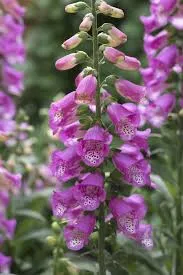 Digitalis purpurea 'Panther'