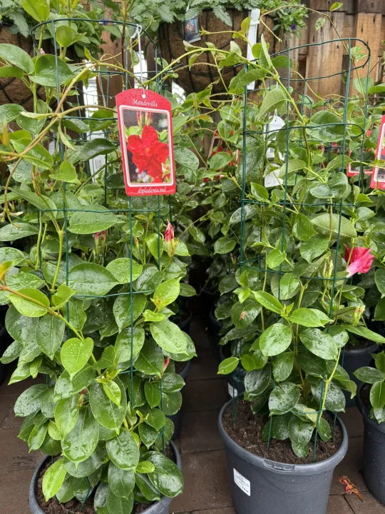Dipladenia mandeville 'Fushion Tricolor'