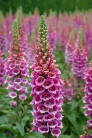Digitalis purpurea