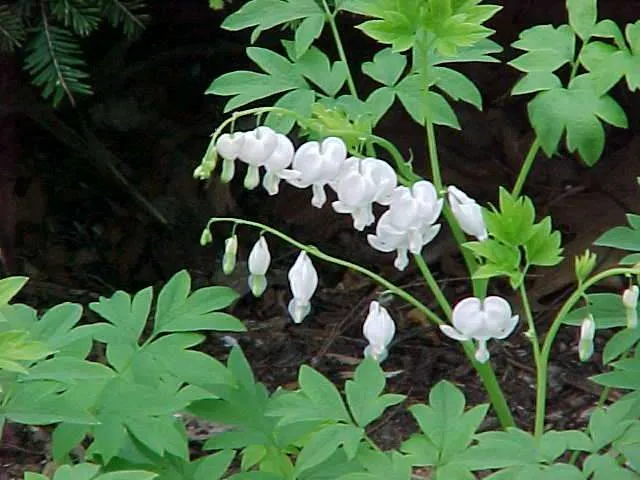 Dicentra spectabilis 'Alba'