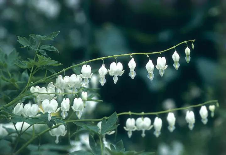 Dicentra spectabilis 'Alba'